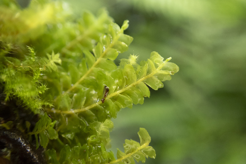 Acrobolbus integrifolius