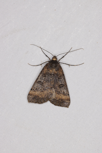 Scotorythra rara