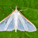 Jasmine Moth - Photo (c) petermclight, all rights reserved