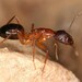 Camponotus pilicornis - Photo (c) Bastien Le Mort, todos los derechos reservados, subido por Bastien Le Mort