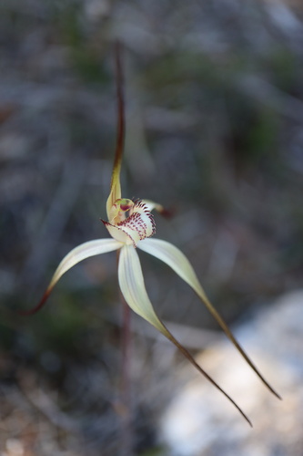 Caladenia brumalis D.L.Jones