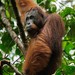 Northwest Bornean Orangutan - Photo (c) Chien Lee, all rights reserved, uploaded by Chien Lee