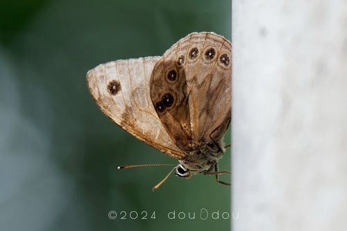 Lethe proxima