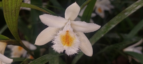 Sobralia allenii