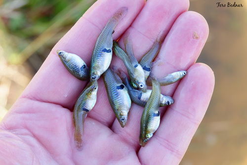Gambusia holbrooki