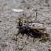 Gulf Beach Tiger Beetle - Photo (c) Matt Brady, all rights reserved, uploaded by Matt Brady