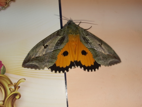 Dot-underwing Moth