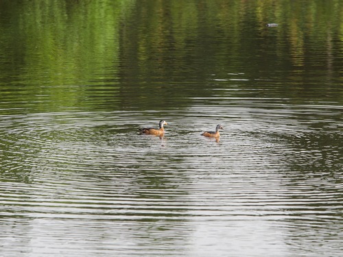 African Pygmy-Goose