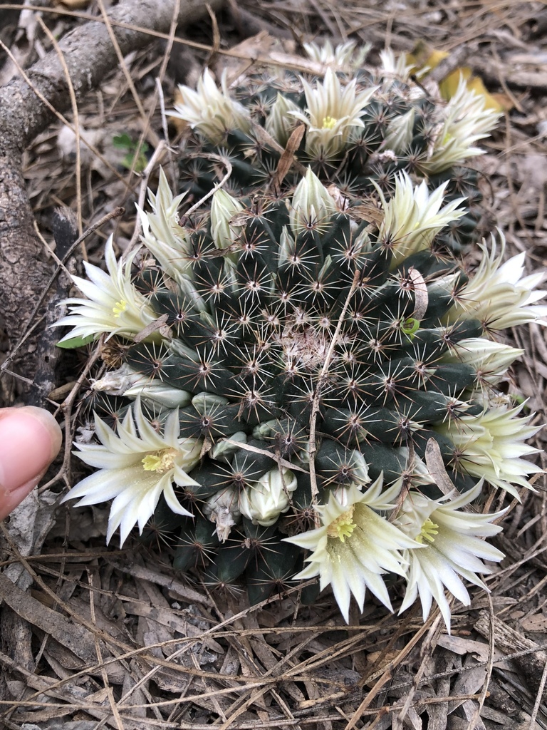 little nipple cactus (Mammillaria heyderi)  iNaturalist