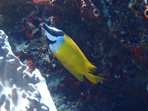 Foxface — seen at this dive site