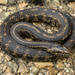 Atlantic Saltmarsh Snake - Photo (c) Benjamin Genter, all rights reserved, uploaded by Benjamin Genter