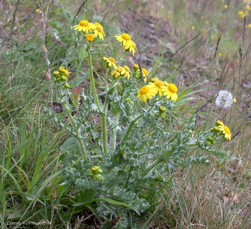 Eastern Groundsel