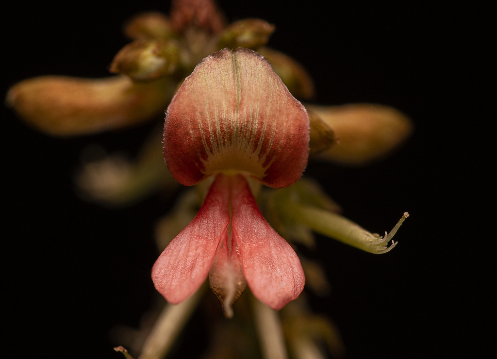 Indigofera suffruticosa (Indigofera suffruticosa)