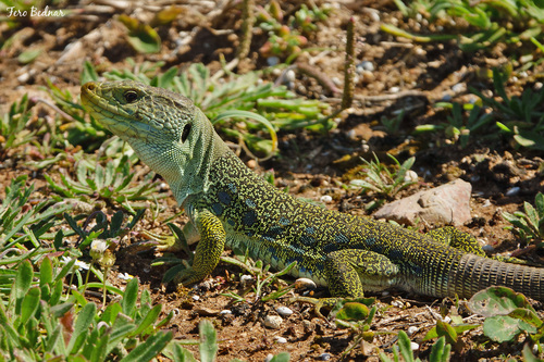 Timon lepidus lepidus