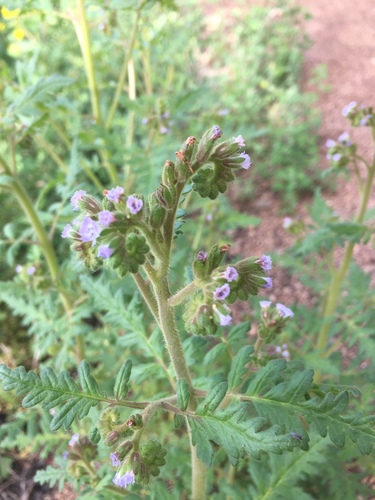 Rocky Mountain phacelia (Phacelia denticulata)