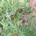 Rocky Mountain Phacelia - Photo (c) patcooper, all rights reserved