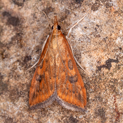 Rusty Dot Pearl