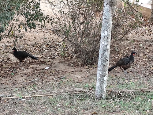 Dusky-legged Guan