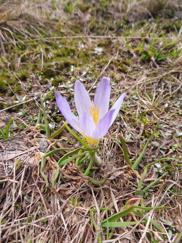Crocus pelistericus