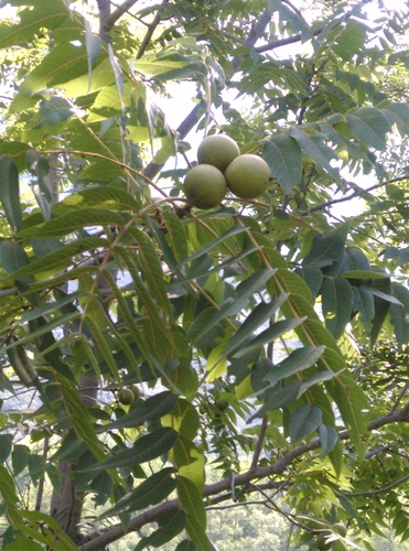 Arizona black walnut