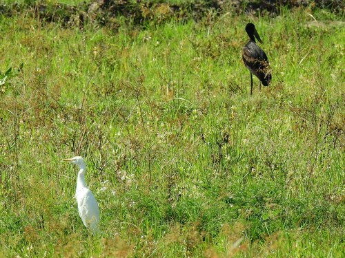 Western Cattle-Egret