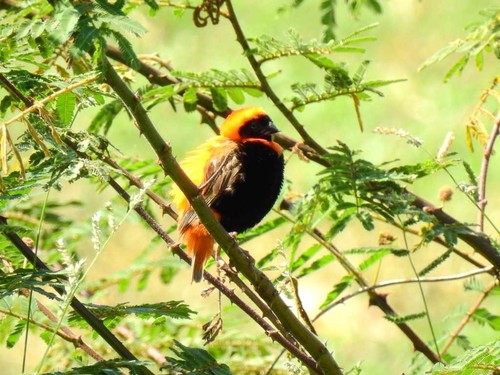 Southern Red Bishop
