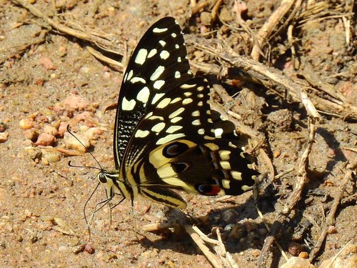 Citrus Swallowtail