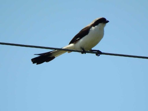 Grey-backed Fiscal