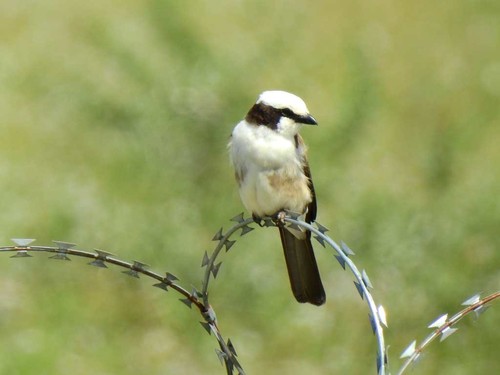 White-rumped Shrike