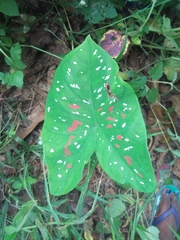 Image of Caladium bicolor