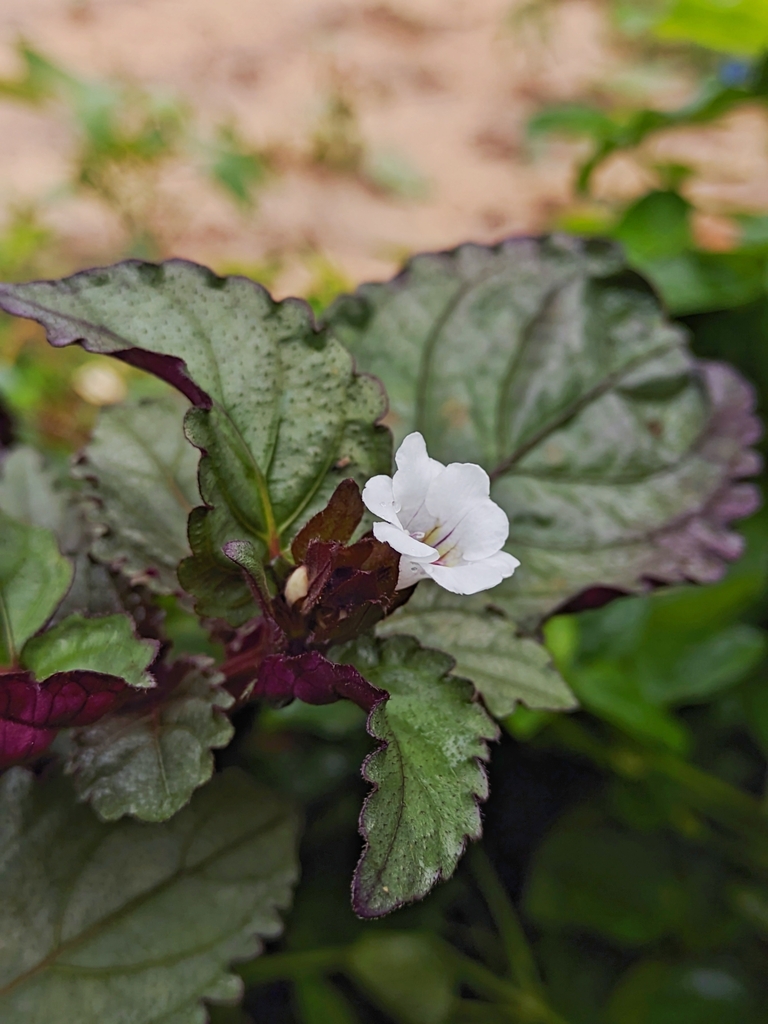 Hemigraphis alternata — an easy houseplant, prefers partial sun light