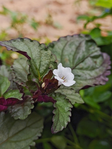 Strobilanthes alternata (Burm.fil.) Moylan ex J.R.I.Wood