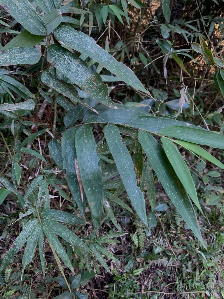 Chusquea tenella