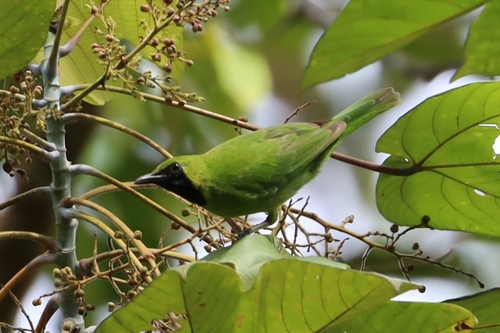 Greater Green Leafbird