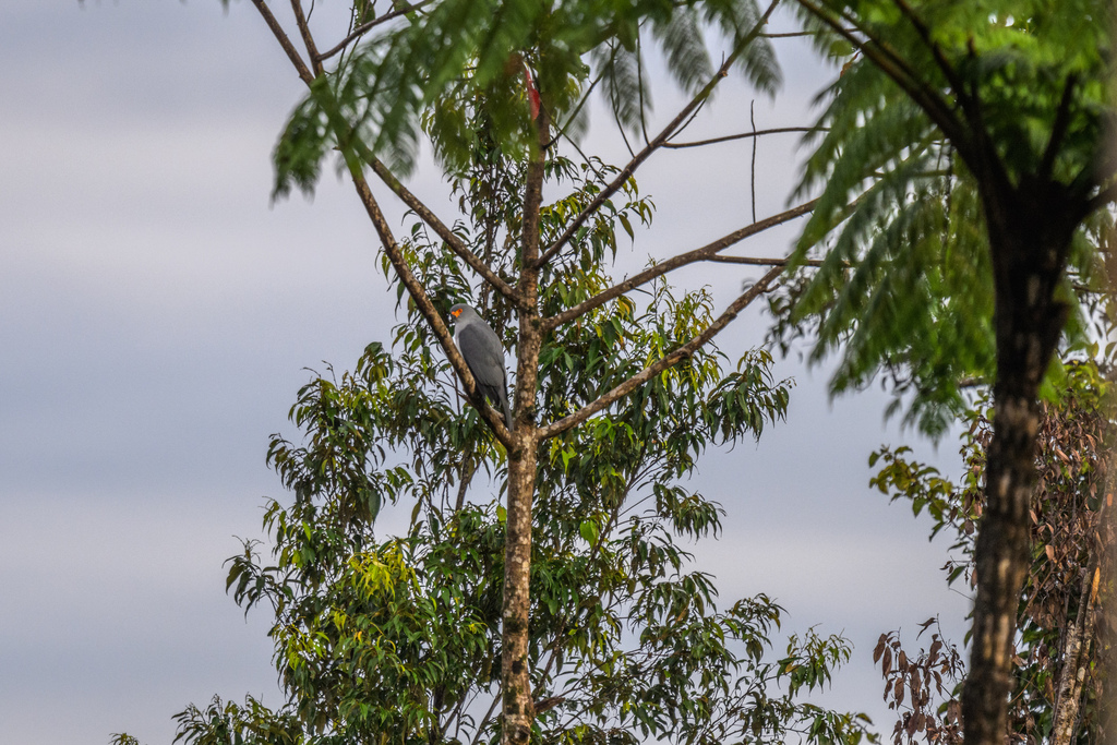 New Britain Goshawk (Tachyspiza princeps) photo