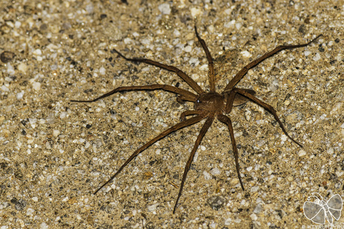 Dolomedes sulfureus