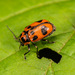 Six-spotted Pot Beetle - Photo (c) Adrian Royle, all rights reserved