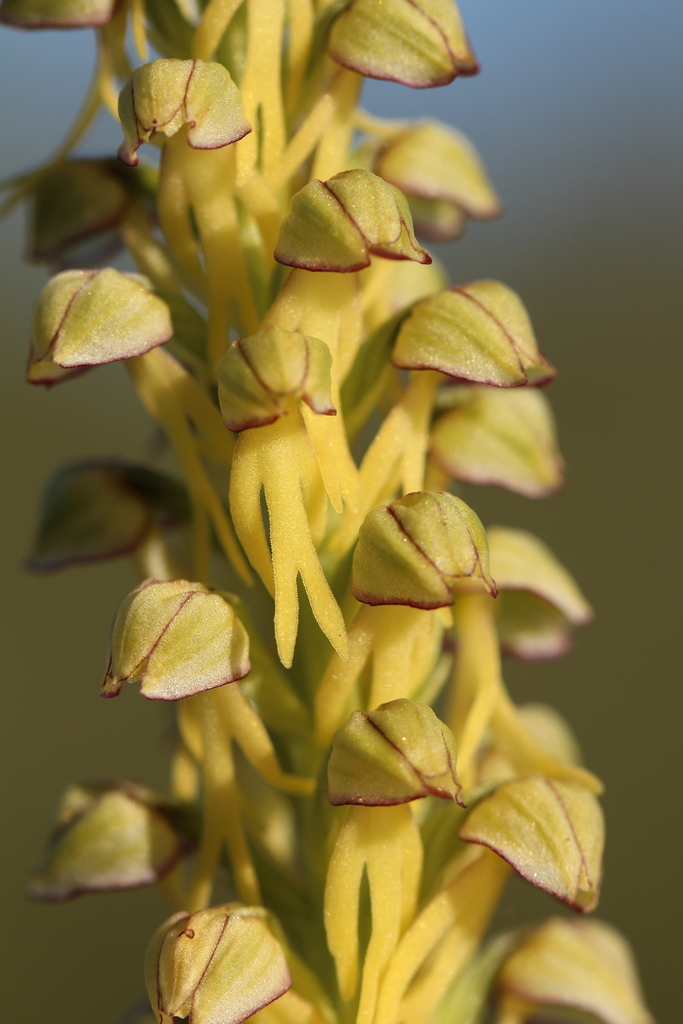 Man orchid