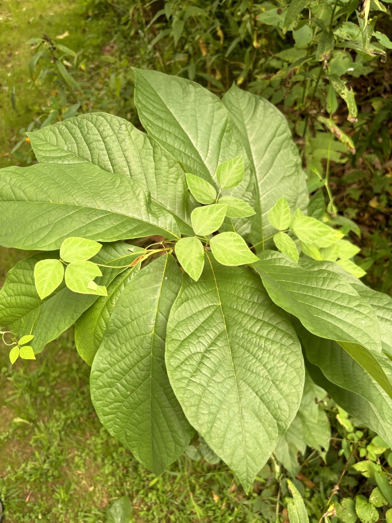 common pawpaw from Westminster, MD, US on August 31, 2024 at 02:16 PM ...