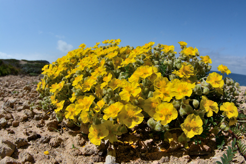 Helianthemum caput-felis