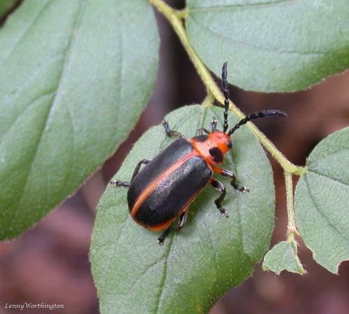 Genus Clitena · iNaturalist