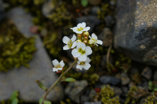 Norwegian draba (Draba norvegica)