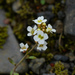 Norwegian Whitlow-Grass - Photo (c) Chris McCreedy, all rights reserved, uploaded by Chris McCreedy