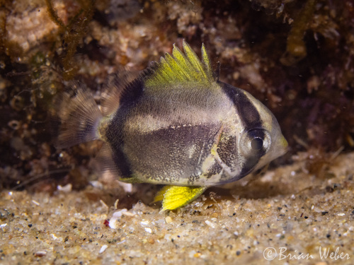 Spotfin Butterflyfish