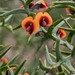 Daviesia asperula - Photo (c) Paul Kotz, all rights reserved, uploaded by Paul Kotz