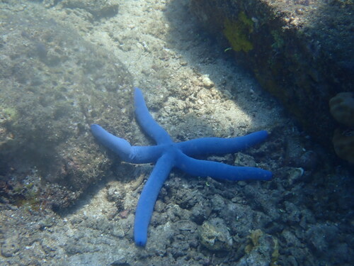 Blue Linckia