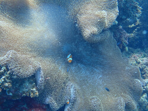 Ocellaris Anemonefish