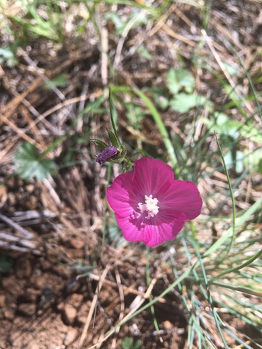 Sidalcea asprella ssp. nana