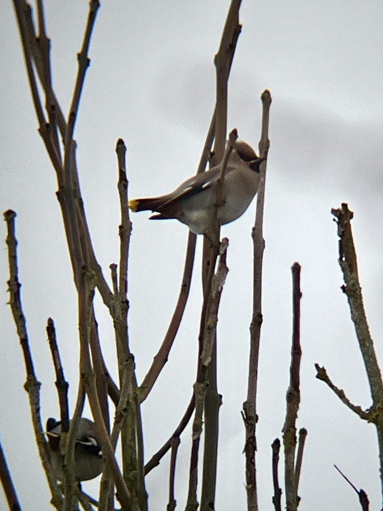 황여새 from Colne Road, Barnoldswick, England, GB on 2024년 01월 19일 (금) at 09:42 오전 by Adam Wheeler · iNaturalist... 