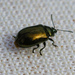 Brassy Willow Beetle - Photo (c) Chris McCreedy, all rights reserved, uploaded by Chris McCreedy